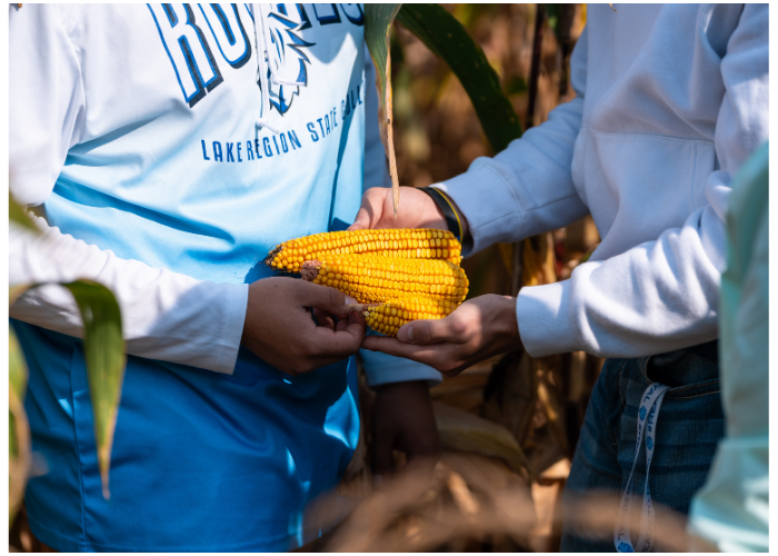 Agriculture students from Lake Region State College standing in a field assessing corn crops.